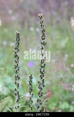 Omalotheca sylvatica, also called Gnaphalium sylvaticum, commonly known as Heath Cudweed, wild plant from Finland Stock Photo