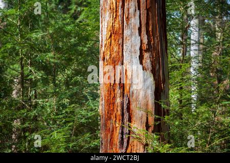 Raw Exposed Debarked Trees at Allegheny National Forest, PA, USA Stock ...