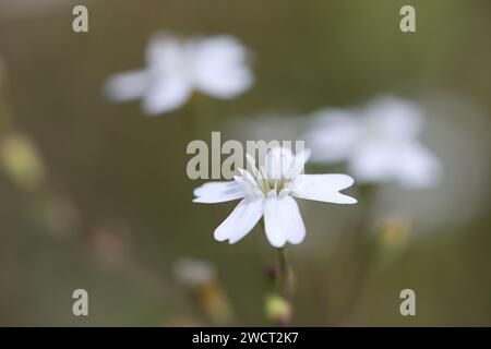 Rock Campion, Atocion rupestris, also called Silene rupestre, wild flowering plant from Finland Stock Photo
