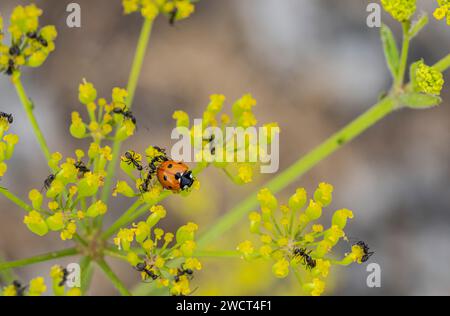 7-Spot Ladybird Coccinella 7-punctata, crawling on to wild Fennel flowers searching for Aphids & being attacked by  Black ants, wild industrial scrubl Stock Photo