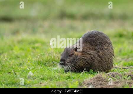 A nutria (Myocastor coypus) walking near water and looking for food (Grado, Italy) Stock Photo