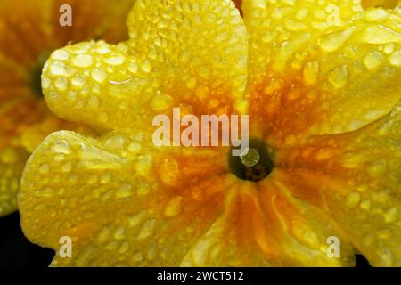 A macro shot of a Primrose Fruelo (Primula) covered in dew drops. Stock Photo