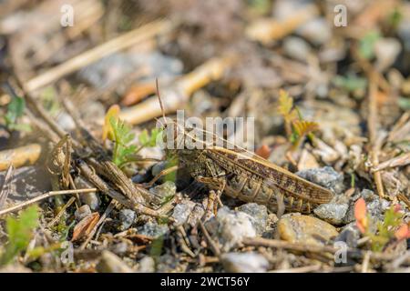 An Italian locust (Calliptamus italicus) resting on the ground, sunny day in summer, Vienna (Austria) Stock Photo