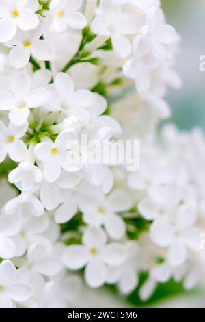 Blooming lilac flowers. Abstract background. Macro photo. Stock Photo