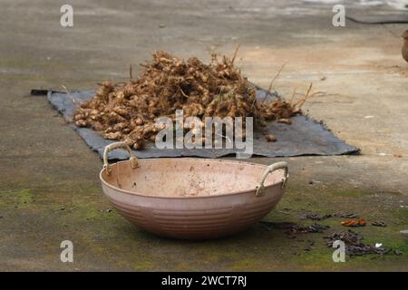 Empty basket with freshly harvested ginger roots on the background. Ginger is used as an ingredient and medicine Stock Photo