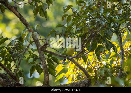 pin tailed green pigeon or Treron apicauda on tree in natural scenic green background during winter season at dhikala jim corbett national park forest Stock Photo