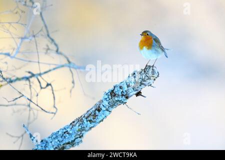 Side view of delicate robin redstart perched on a lichen-covered branch against a soft blurred background in a wintry forest settingl Stock Photo