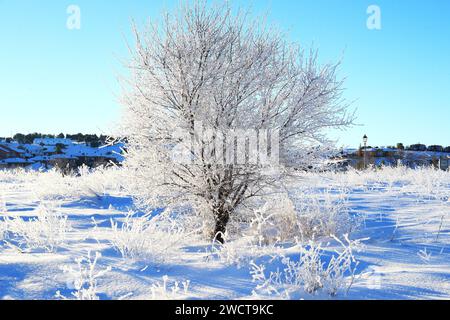 A frosty landscape featuring a single tree with branches covered in ice crystals shining brightly under a clear blue sky after a heavy snowfalc Stock Photo