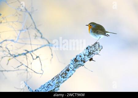 A delicate robin redstart perched on a lichen-covered branch against a soft blurred background in a wintry forest settingl Stock Photo
