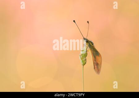A delicate lacewing rests gently atop a green plant stem, set against a soft, warm, pastel-colored background, highlighting the intricate patterns of Stock Photo