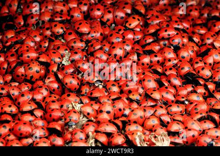 A close-up of numerous red seven spots ladybugs with black spots densely accumulated, creating a vibrant natural pattern. Stock Photo