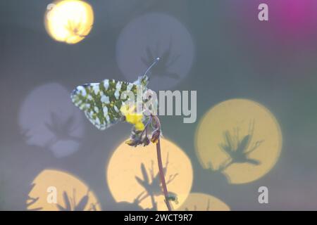 An elegant green white butterfly perches delicately on a yellow flower, set against a dreamy bokeh background with vivid, colorful circles of light. Stock Photo