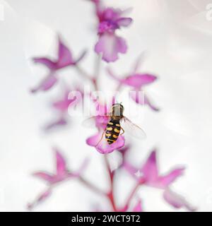Hoverfly perched on the vibrant pink petals of an Orchis Mascula in a radiant, white-lit backdrop Stock Photo