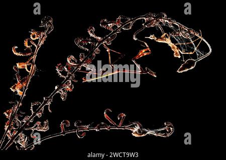 An Empusa pennata mantis on a twisted vine silhouette with a dramatic black background Stock Photo
