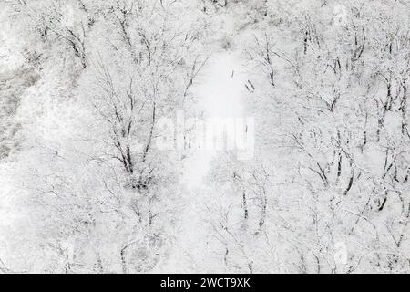 An aerial view of a snowy forest in Guadalajara, Spain, with trees blanketed in white and a clear path winding through. Stock Photo