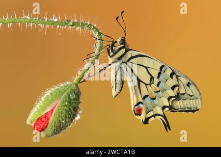 Papilio machaon butterfly with extended wings on a poppy bud against a golden background detailed with water droplets Stock Photo
