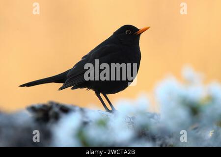 Side view of silhouette of a blackbird against a warm golden background perched on a lichen-covered branch Stock Photo