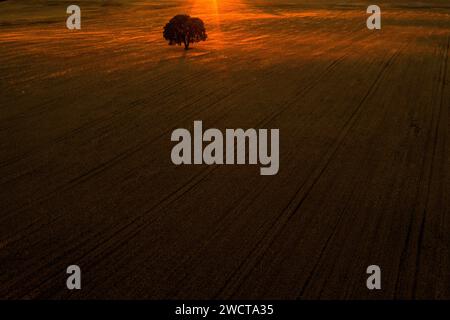 The setting sun casts a golden glow over a solitary tree in the vast fields of Alcarria creating a dramatic scene Stock Photo