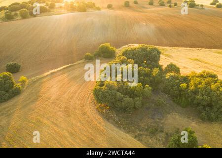 Warm sunlight bathes the rolling agricultural landscape of Alcarria highlighting a contrast between the tilled soil and the lush greenery Stock Photo