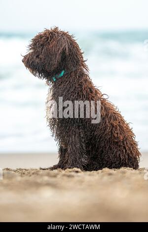 Side view of thoughtful Spanish Water Dog sits on a sandy beach, wet from the swim, with the ocean waves rolling in the blurred background Stock Photo