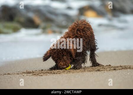 Spanish Water Dog is engaged in play, pushing a tennis ball into the sand with its nose, on a deserted beach Stock Photo
