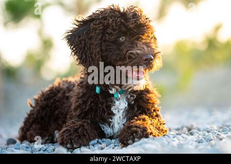 Young Spanish Water Dog lies resting on a pebble beach, its brown curls contrasting with the stones, looking playful and curious against warm glow of Stock Photo