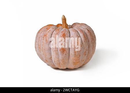 Mature ribbed 'Black Futsu' pumpkin squash with grey and orange skin on white backgroun Stock Photo