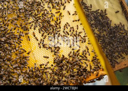 Wooden frame with honeycomb and sitting bees in daylight Stock Photo