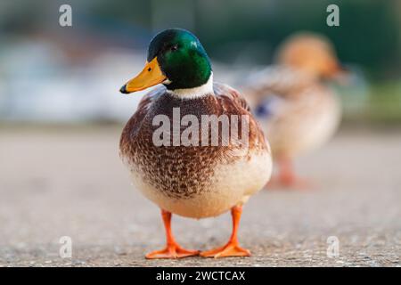 Anas platyrhynchos - Drake mallard on land. Thurne, Feb 2023 Stock Photo