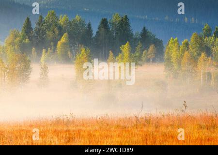 Nebelschwaden und Bäume beim Hochmoor Rothenthurm, Kanton Schyz, Schweiz Stock Photo