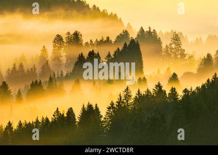 Nebelschwaden und Wald in Oberägeri im Kanton Zug, Schweiz Stock Photo