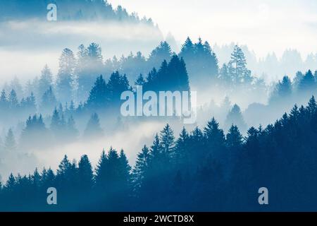 Nebelschwaden und Wald in Oberägeri im Kanton Zug, Schweiz Stock Photo