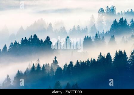 Nebelschwaden und Wald in Oberägeri im Kanton Zug, Schweiz Stock Photo