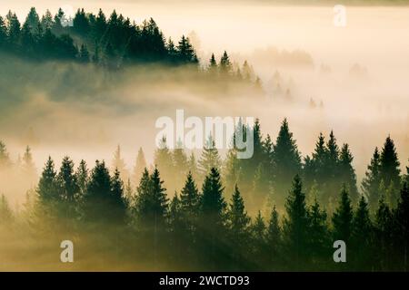 Nebelschwaden und Wald in Oberägeri im Kanton Zug, Schweiz Stock Photo