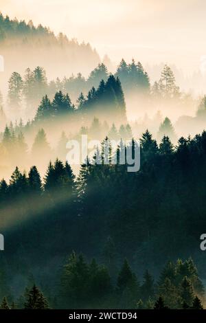 Nebelschwaden und Wald in Oberägeri im Kanton Zug, Schweiz Stock Photo