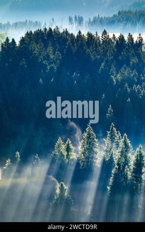 Nebelschwaden und Wald in Oberägeri im Kanton Zug, Schweiz Stock Photo