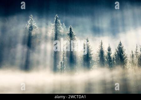 Nebelschwaden und Wald in Oberägeri im Kanton Zug, Schweiz Stock Photo