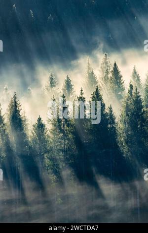 Nebelschwaden und Wald in Oberägeri im Kanton Zug, Schweiz Stock Photo