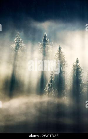 Nebelschwaden und Wald in Oberägeri im Kanton Zug, Schweiz Stock Photo