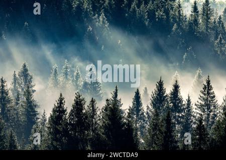 Nebelschwaden und Wald in Oberägeri im Kanton Zug, Schweiz Stock Photo