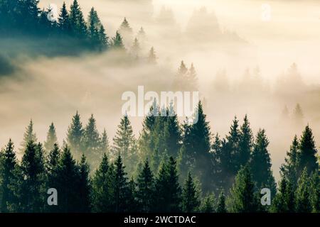 Nebelschwaden und Wald in Oberägeri im Kanton Zug, Schweiz Stock Photo