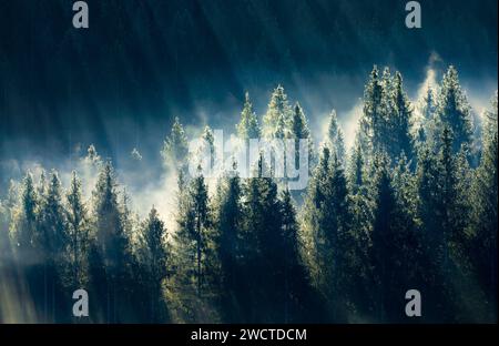 Nebelschwaden und Wald in Oberägeri im Kanton Zug, Schweiz Stock Photo