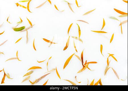 Colored yellow autumn leaves lying down on snow surface, Germany. Stock Photo
