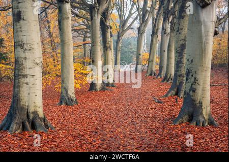 Hiking path with a row of trees in the mist at colorful autumn forest, Heemstede, Netherlands. Stock Photo