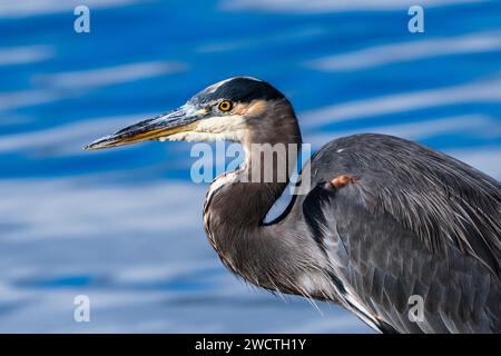 Great Blue Heron (Ardea herodias) in the autumn light at Skookumchuck Narrows, Egmont, British Columbia, Canada Stock Photo