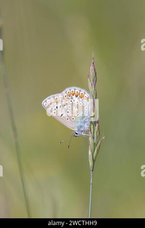Hauhechel-Bläuling - Polyommatus Icarus Rests On A Blade Of Grass Stock Photo