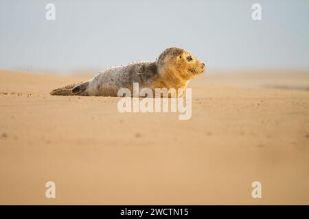Halichoerus grypus - Grey seal pup on the sand at winterton beach, norfolk v looking to right Winterton, October 2023 Stock Photo