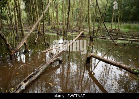 Beaver activity in Cropton forest. Stock Photo