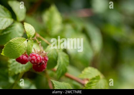 Wild raspberries in Finnish forest during summertime. Stock Photo