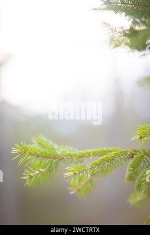 Close-up photo taken in a Finnish forest during spring time. Trees are growing new leafs and the mood is fresh. Stock Photo